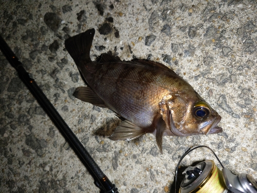 メバルの釣果