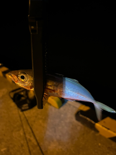 マアジの釣果