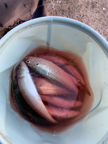 カタボシイワシの釣果