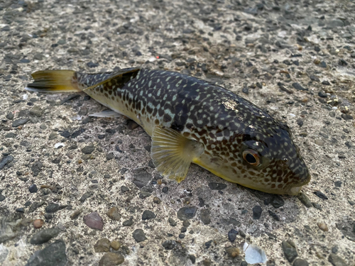 ショウサイフグの釣果