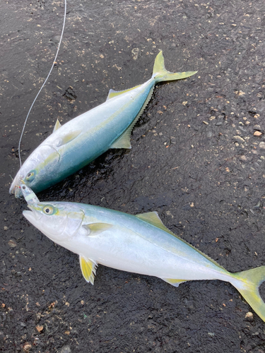 ツバスの釣果