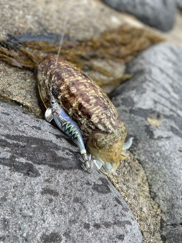 イカの釣果