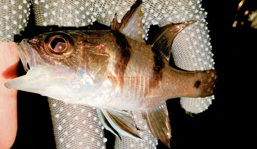 ヨコスジイシモチの釣果