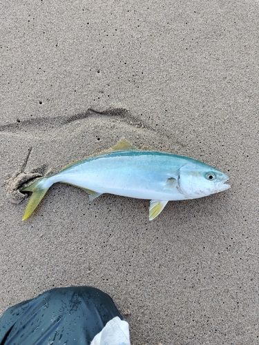 ワカシの釣果