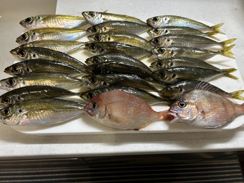 アジの釣果