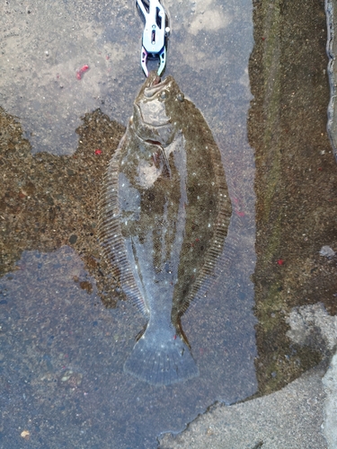 ヒラメの釣果