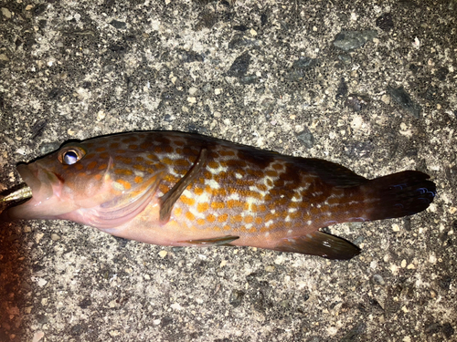 アコウの釣果