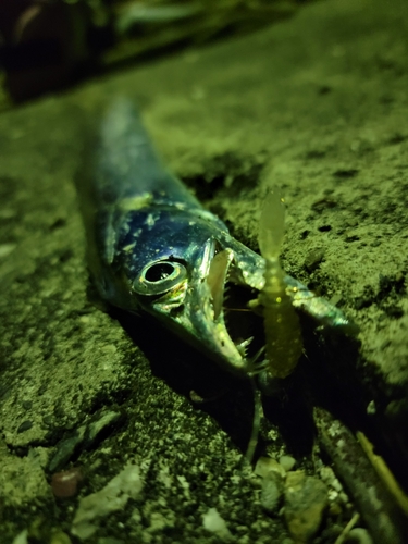 タチウオの釣果