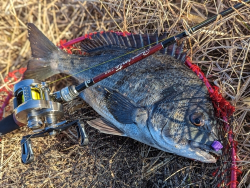 チヌの釣果