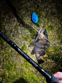 シロメバルの釣果