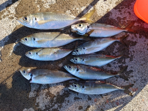 マアジの釣果