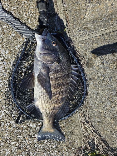 クロダイの釣果