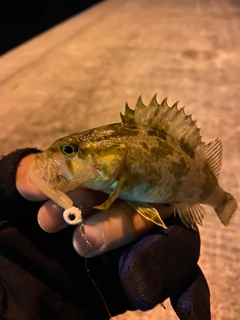 タケノコメバルの釣果