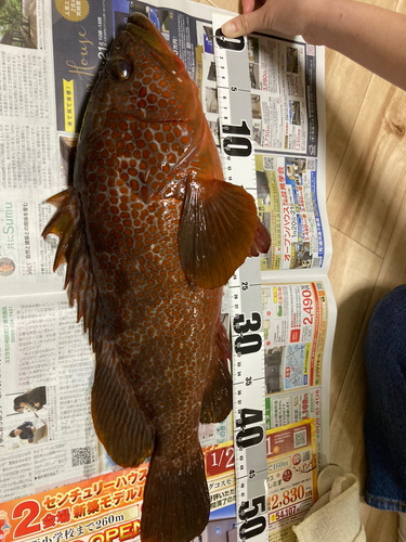 オオモンハタの釣果