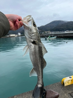 タイリクスズキの釣果