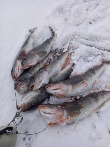 ホッケの釣果