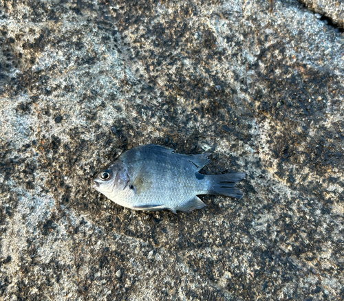 オヤビッチャの釣果