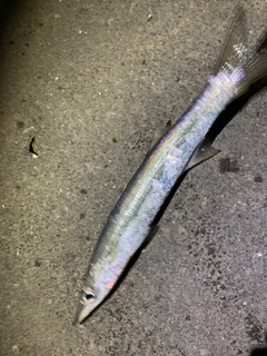 カマスの釣果