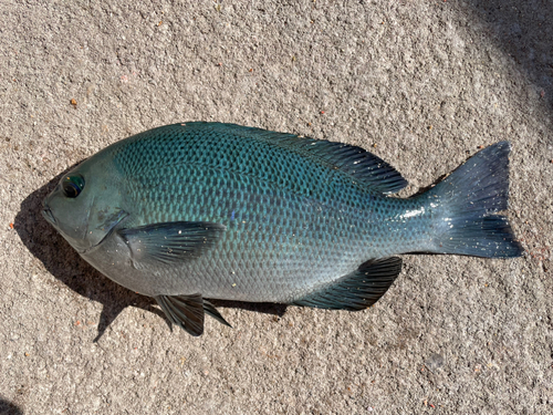 クチブトグレの釣果