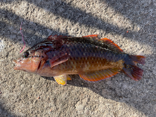 アカササノハベラの釣果