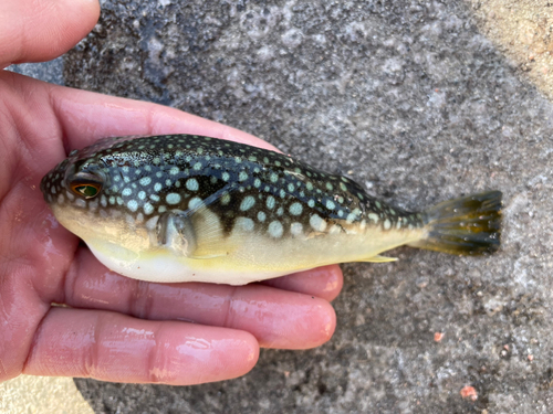 コモンフグの釣果