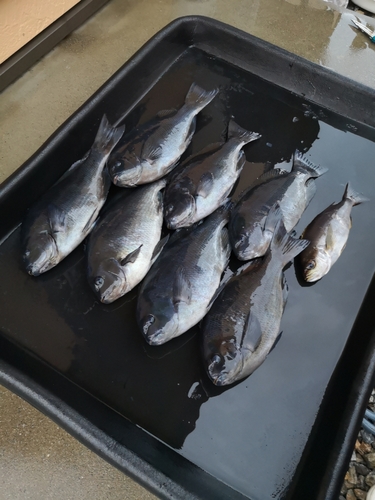 クチブトグレの釣果