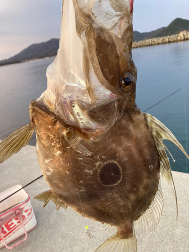 マトウダイの釣果