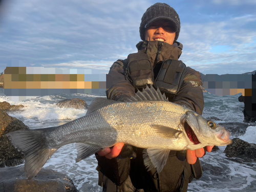 ヒラスズキの釣果