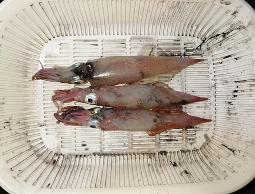 イカの釣果