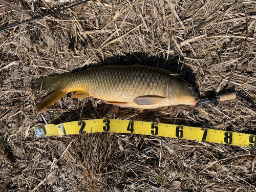 コイの釣果