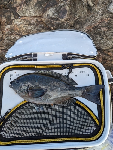 クチブトグレの釣果