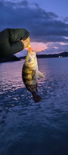 シロメバルの釣果