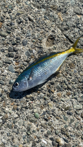 タカベの釣果