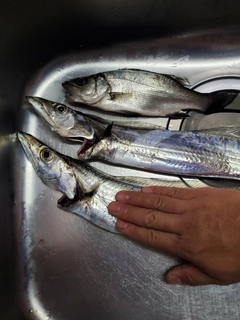 タチウオの釣果