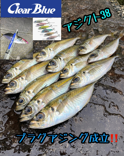 アジの釣果