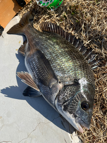 クロダイの釣果