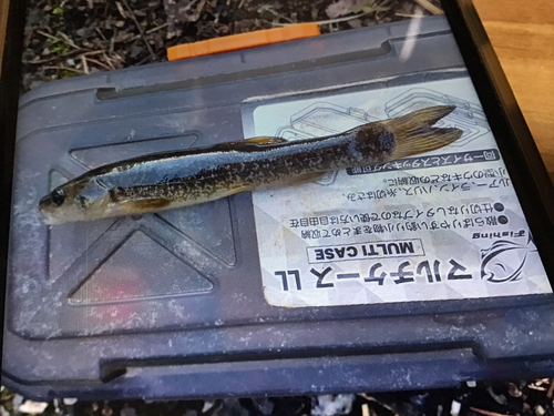 タカハヤの釣果