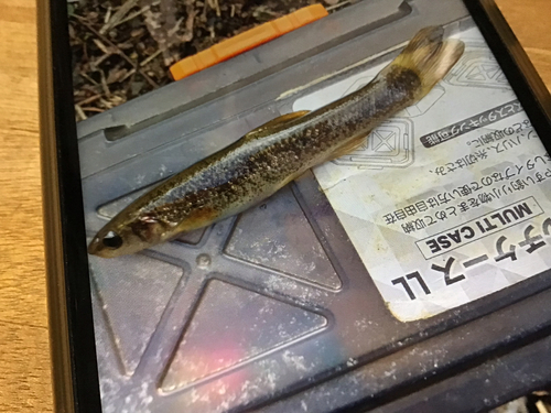 タカハヤの釣果