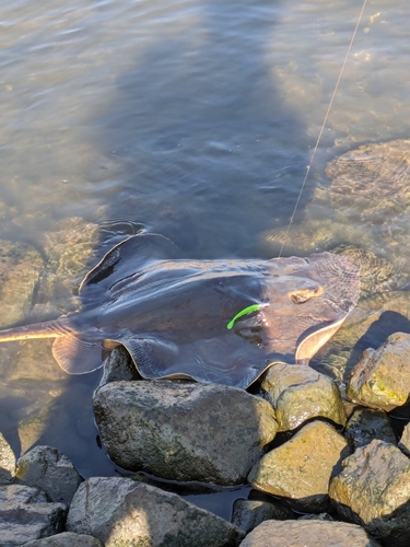 エイの釣果