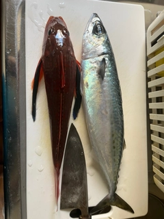 マサバの釣果