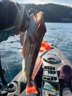 ホウボウの釣果