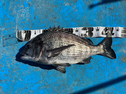 クロダイの釣果