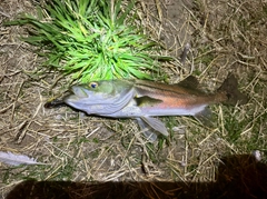 スズキの釣果