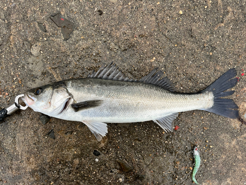 スズキの釣果