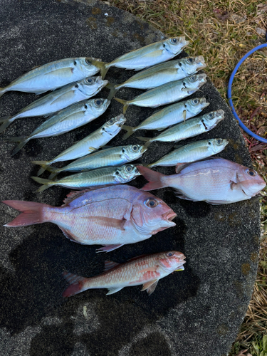 マダイの釣果