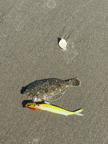 ソゲの釣果