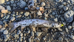 アメマスの釣果