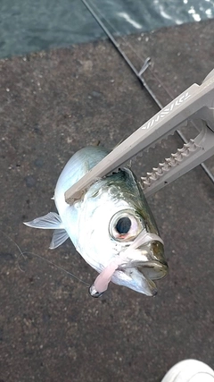 メアジの釣果