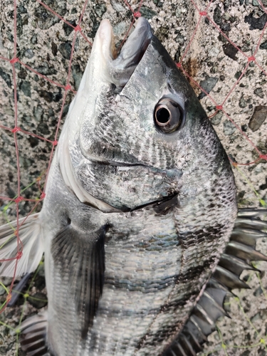 チヌの釣果