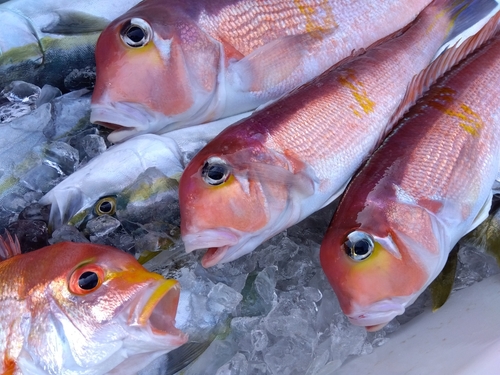 アマダイの釣果